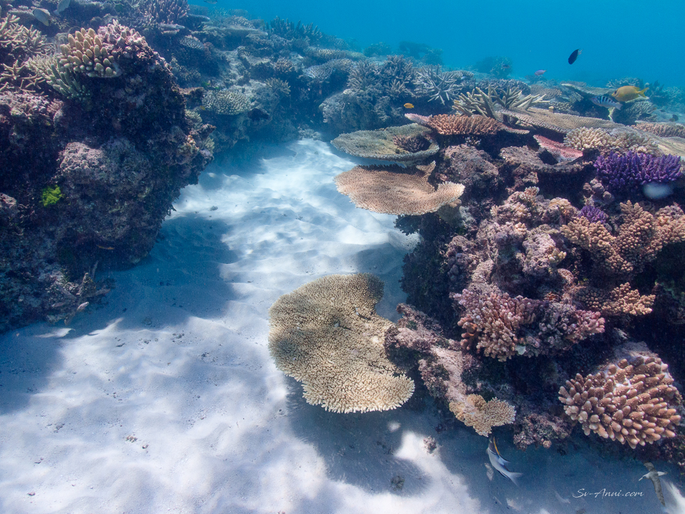 Lodestone Reef coral