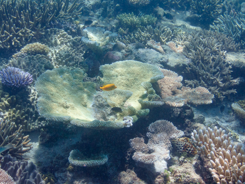 Lodestone Reef coral