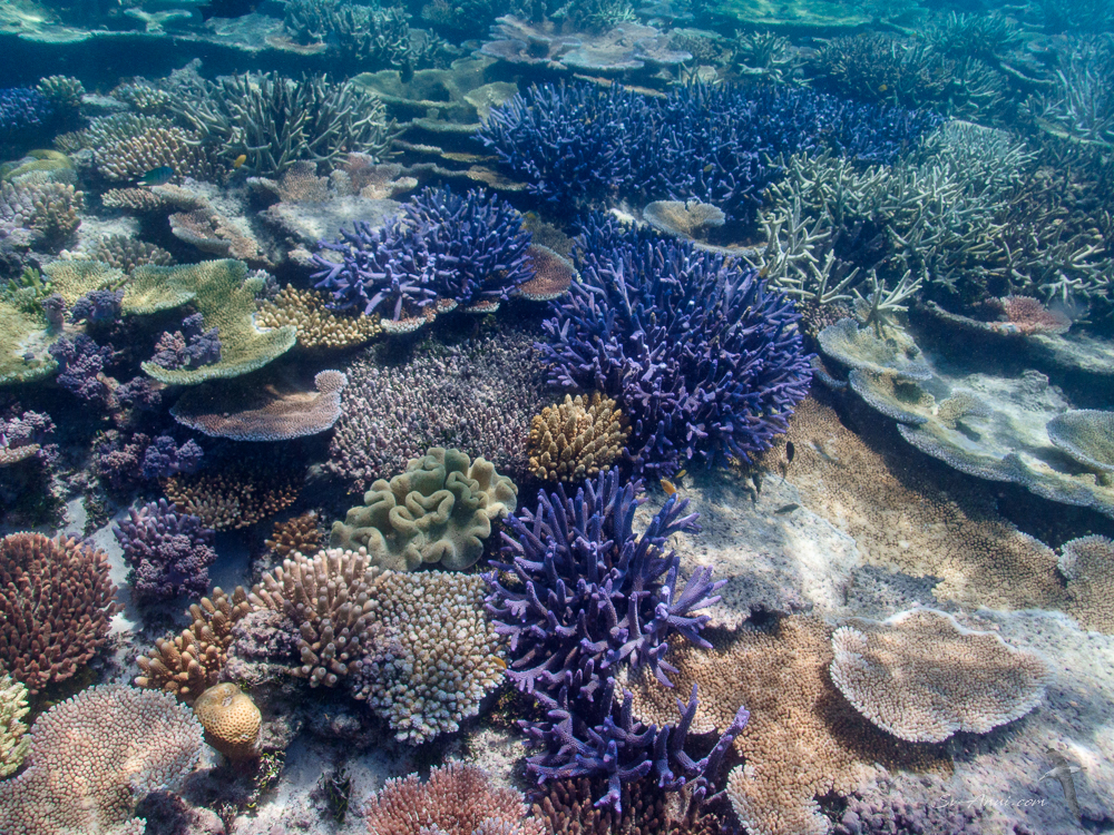 Lodestone Reef coral