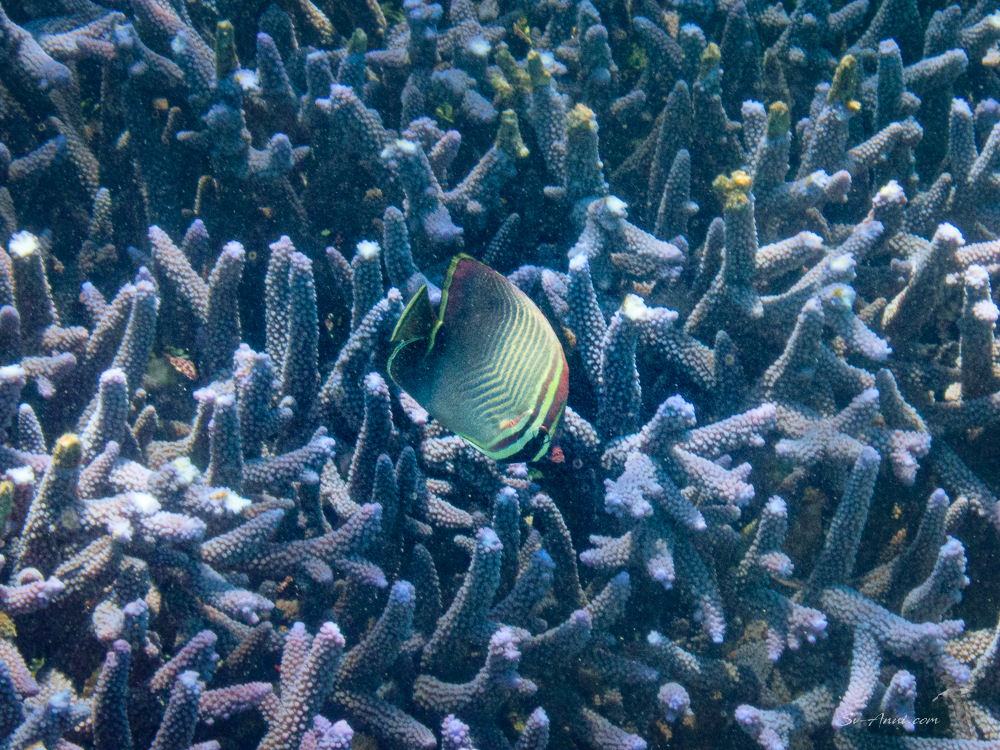 Triangular Butterflyfish