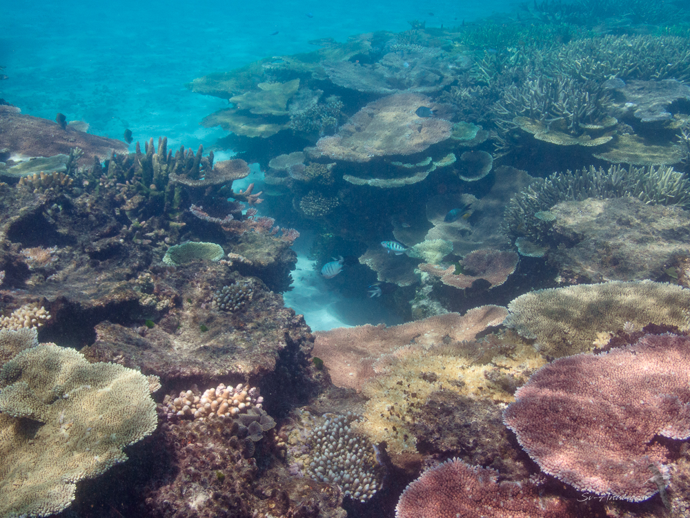 Lodestone Reef coral