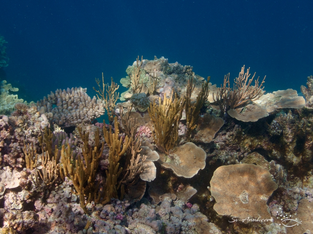 Corals at Bugatti Reef