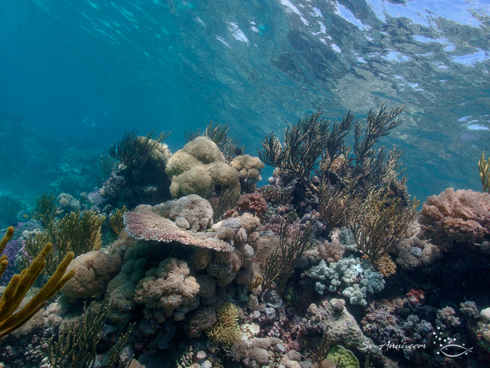 Rich coral cover at Little Bugatti