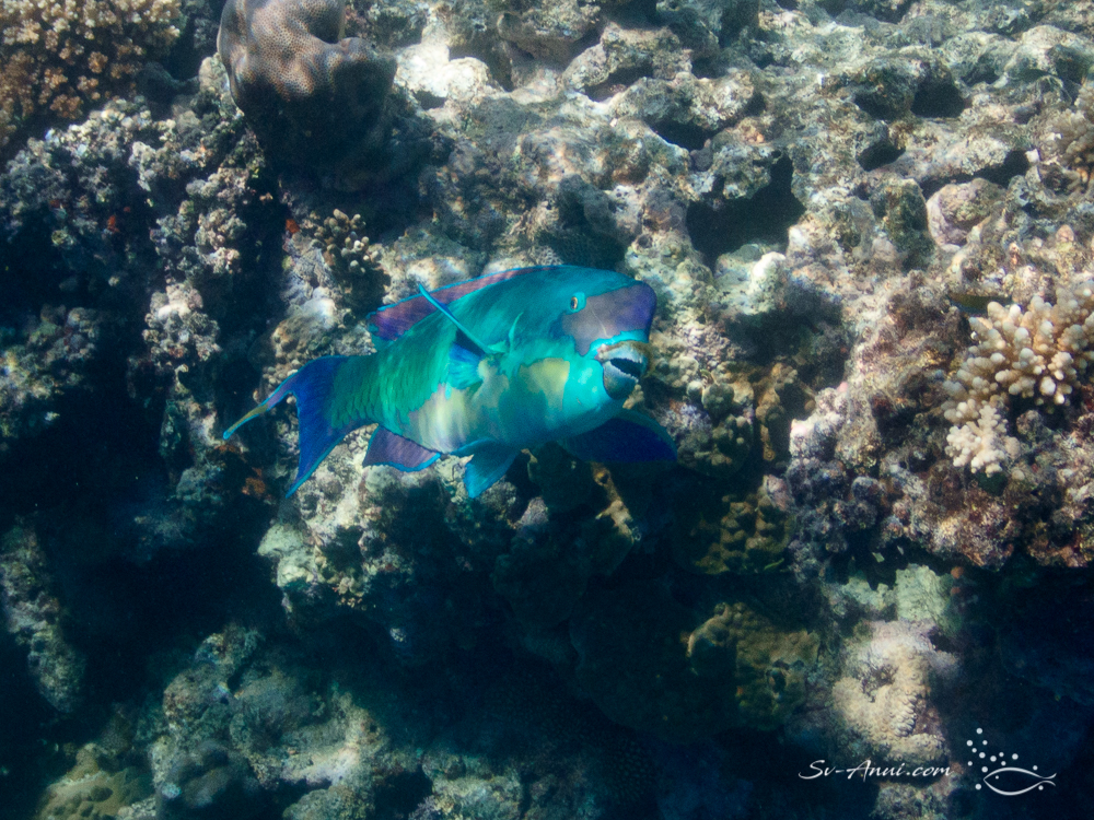 Steephead Parrotfish