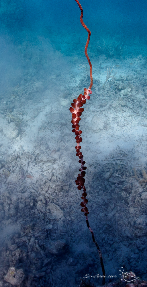 Tunicate on Whip Coral