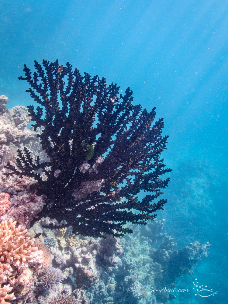 Black sun coral