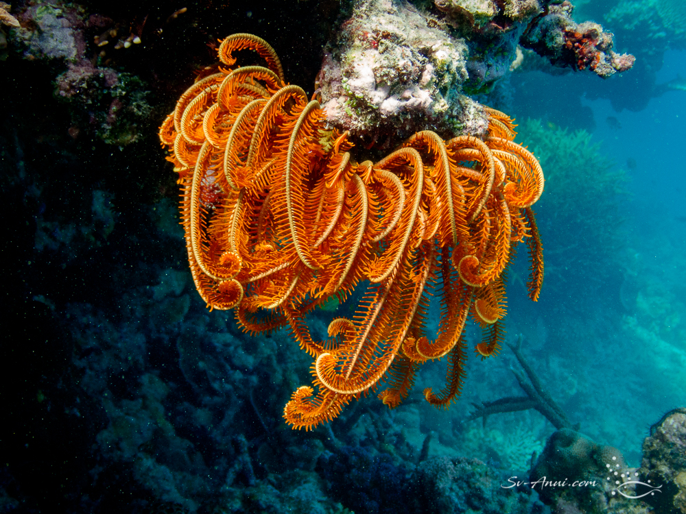 Feather Star