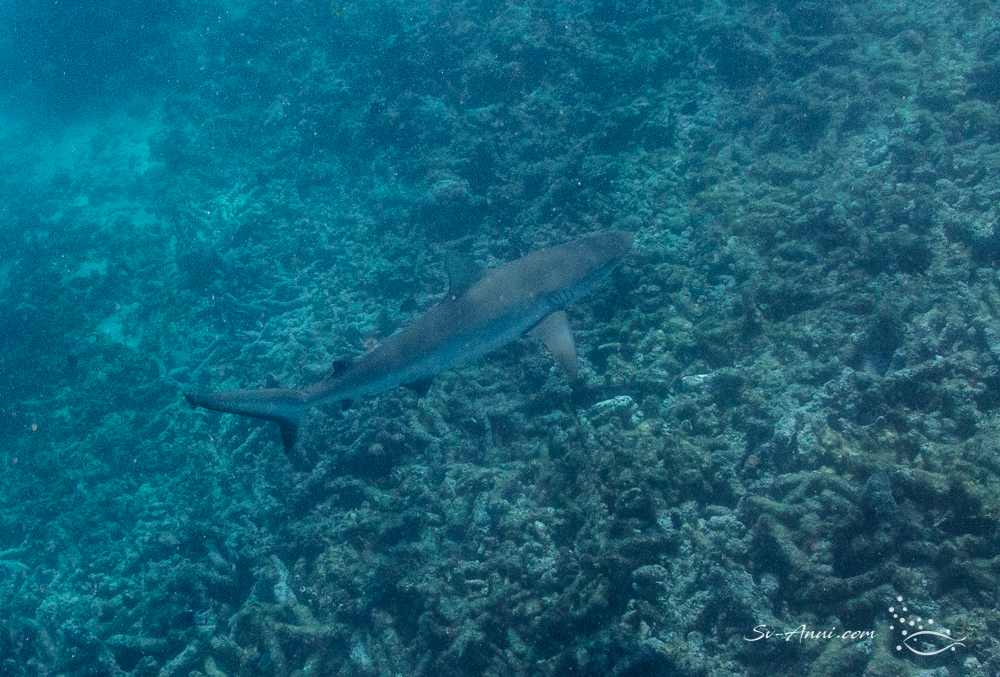 Grey Reef Shark
