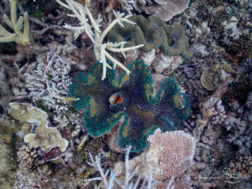 Giant clam at Wheeler Reef