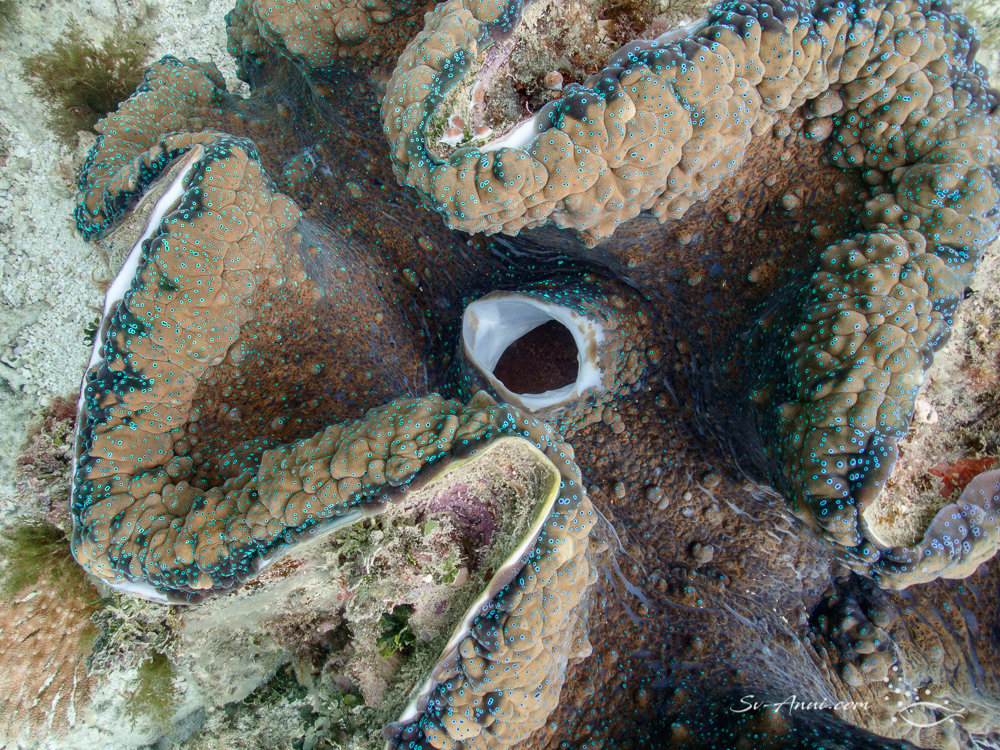 Tridacna Giga close up
