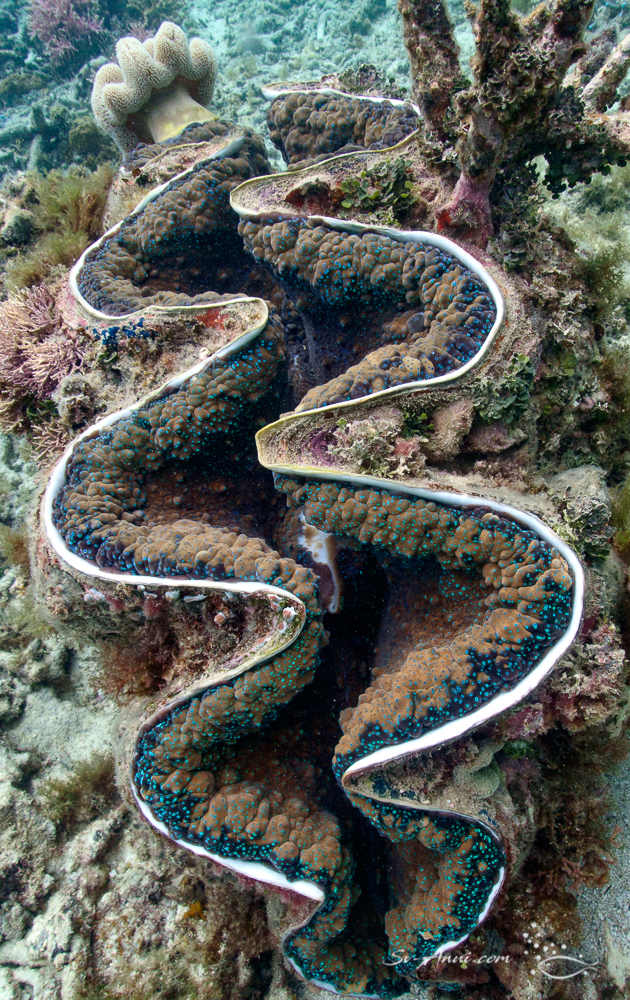 Tridacna Giga