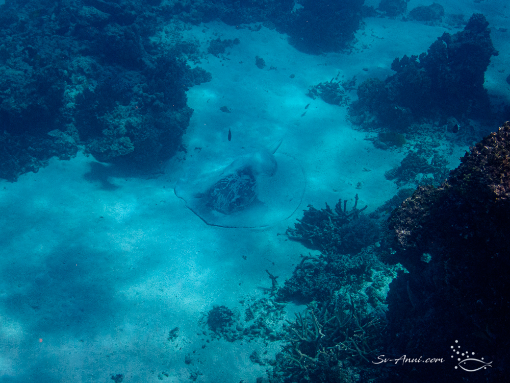 Blotched Fantail Ray
