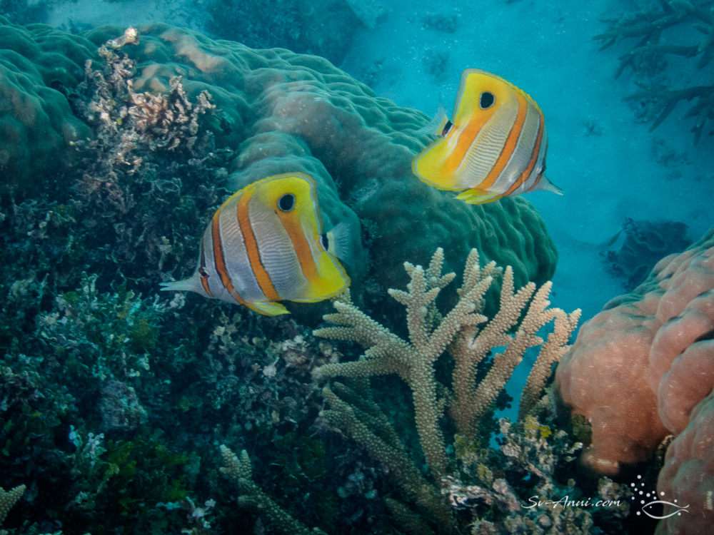 Beaked Coralfish