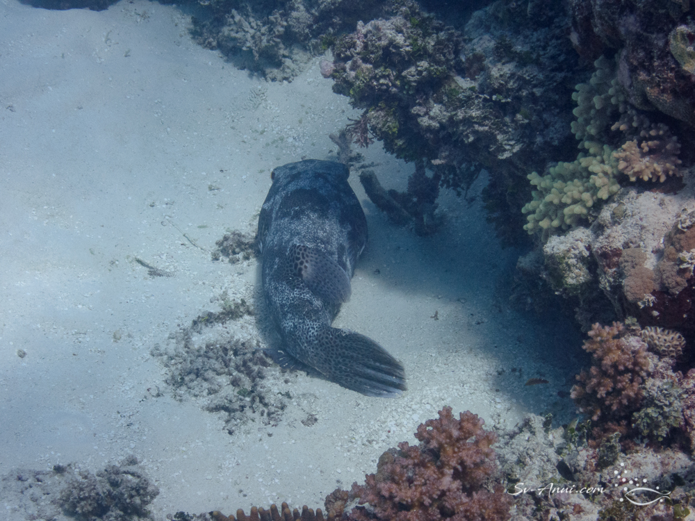 Camouflage Grouper