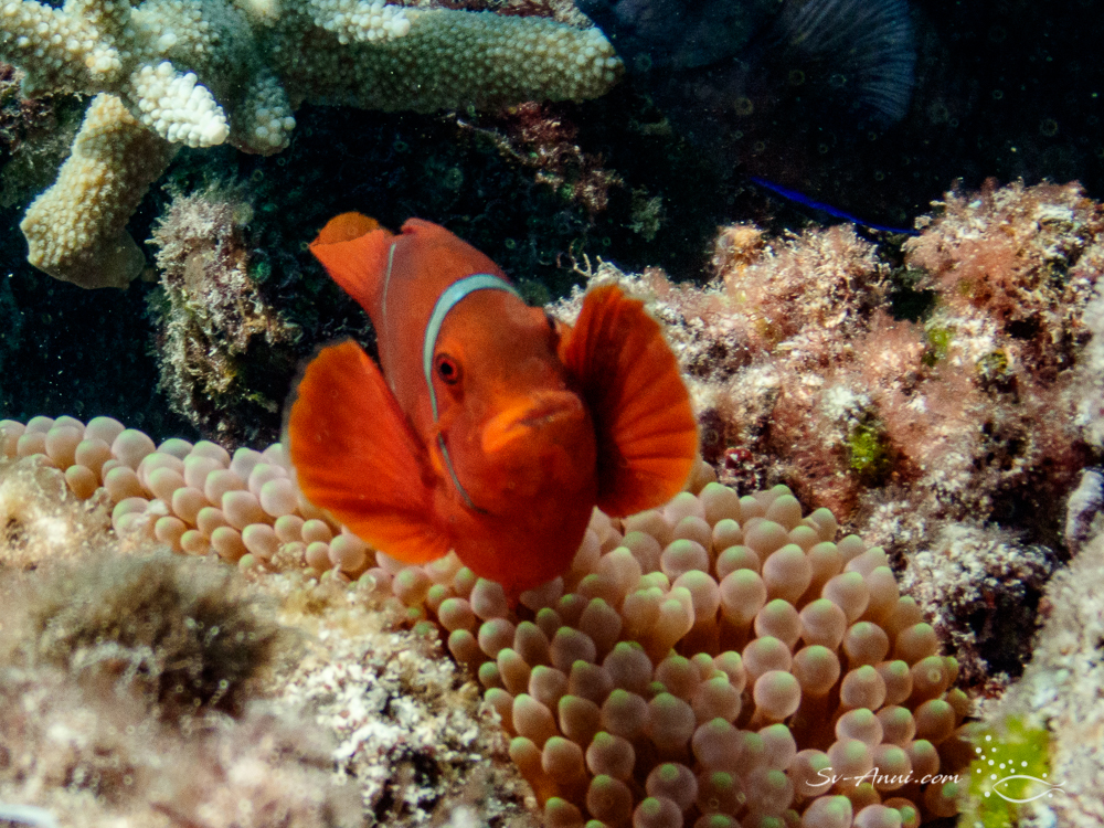 Spine-cheek Clownfish