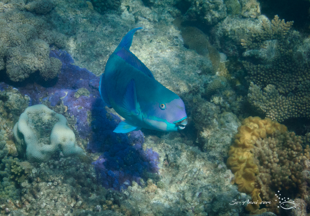 Steephead Parrotfish