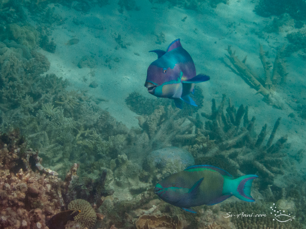 Steephead and Six Band Parrotfish