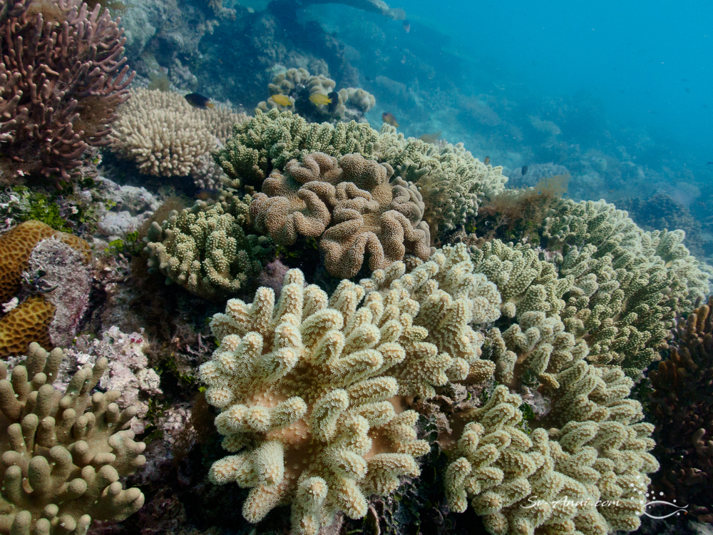 Soft coral garden