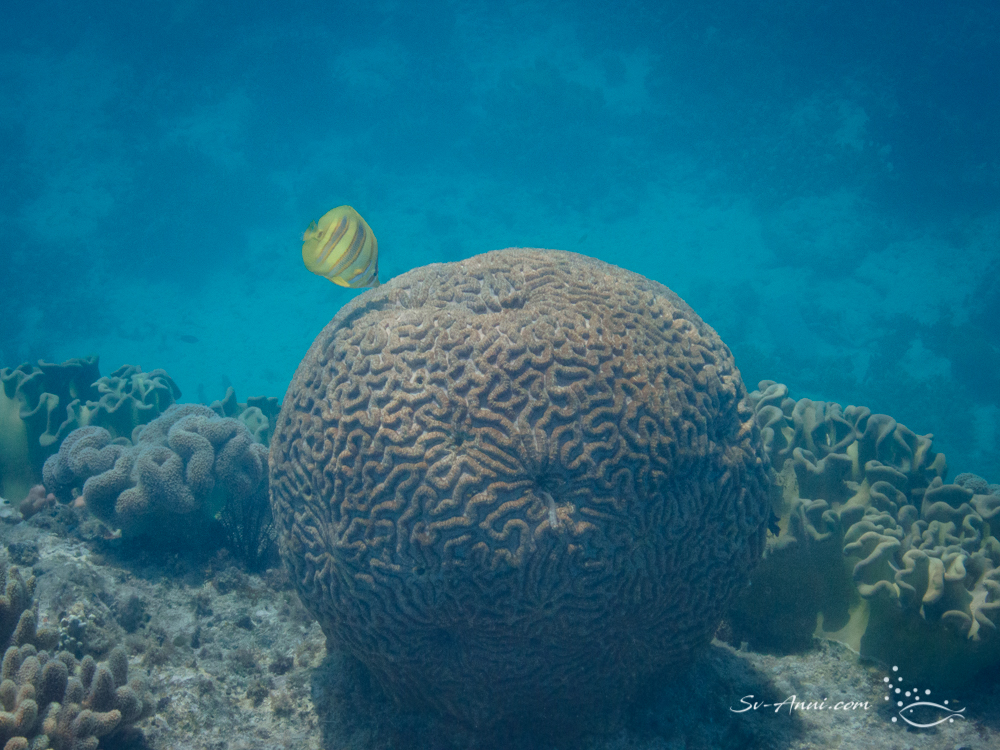 Brain Coral