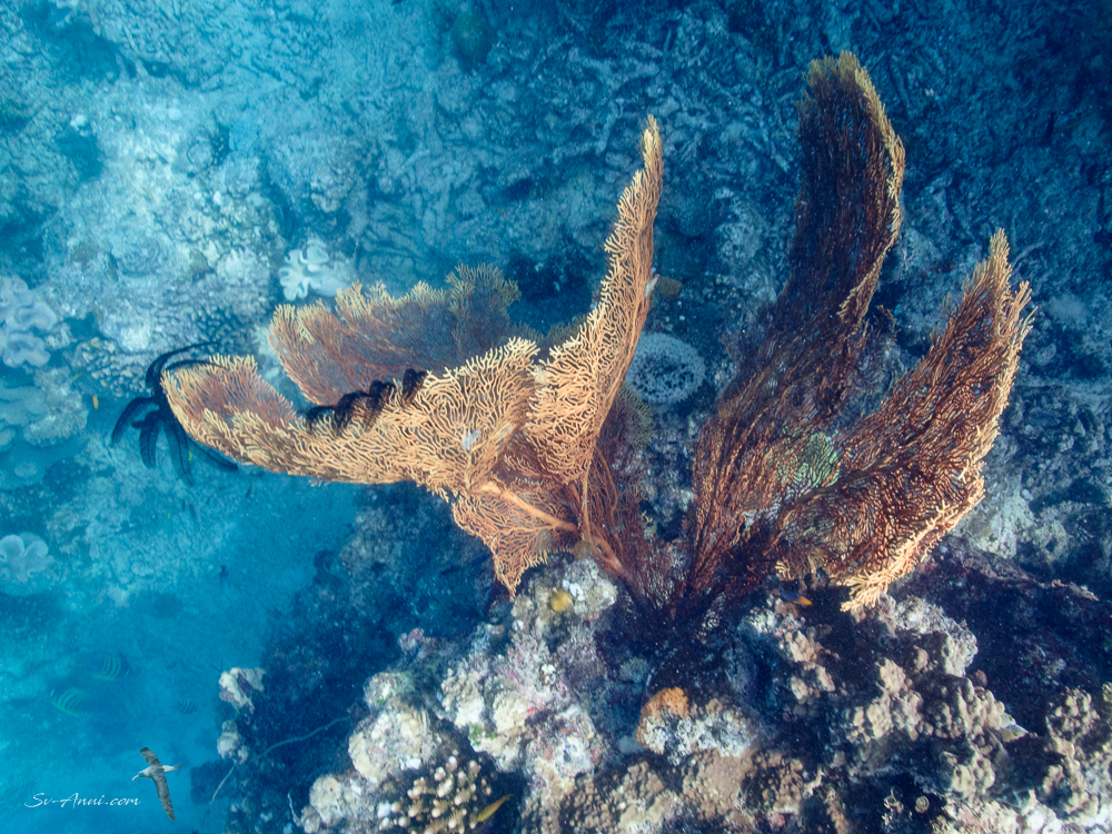 Gorgonian Fan