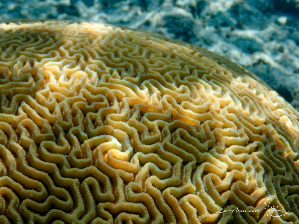 Brain coral close up