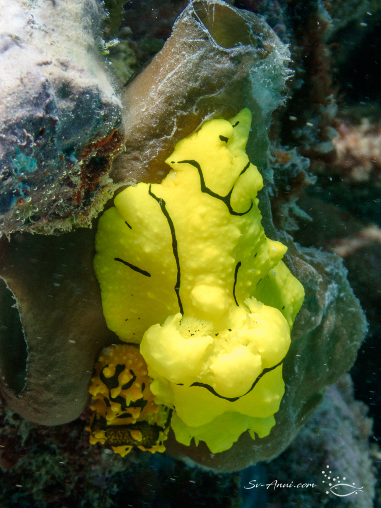 Nudibranch - Notodoris Minor