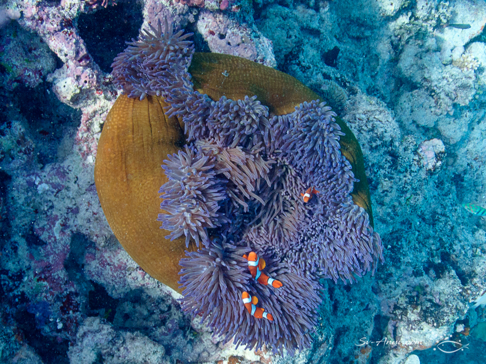 Eastern Clown Anemonefish