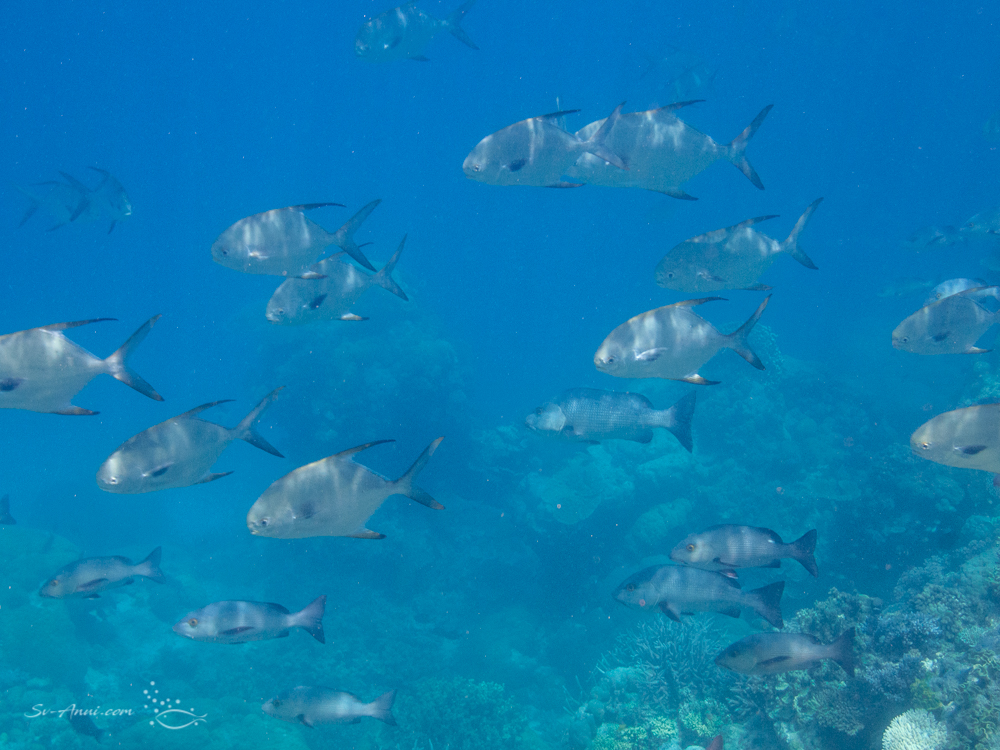 School of Stubnose Darts