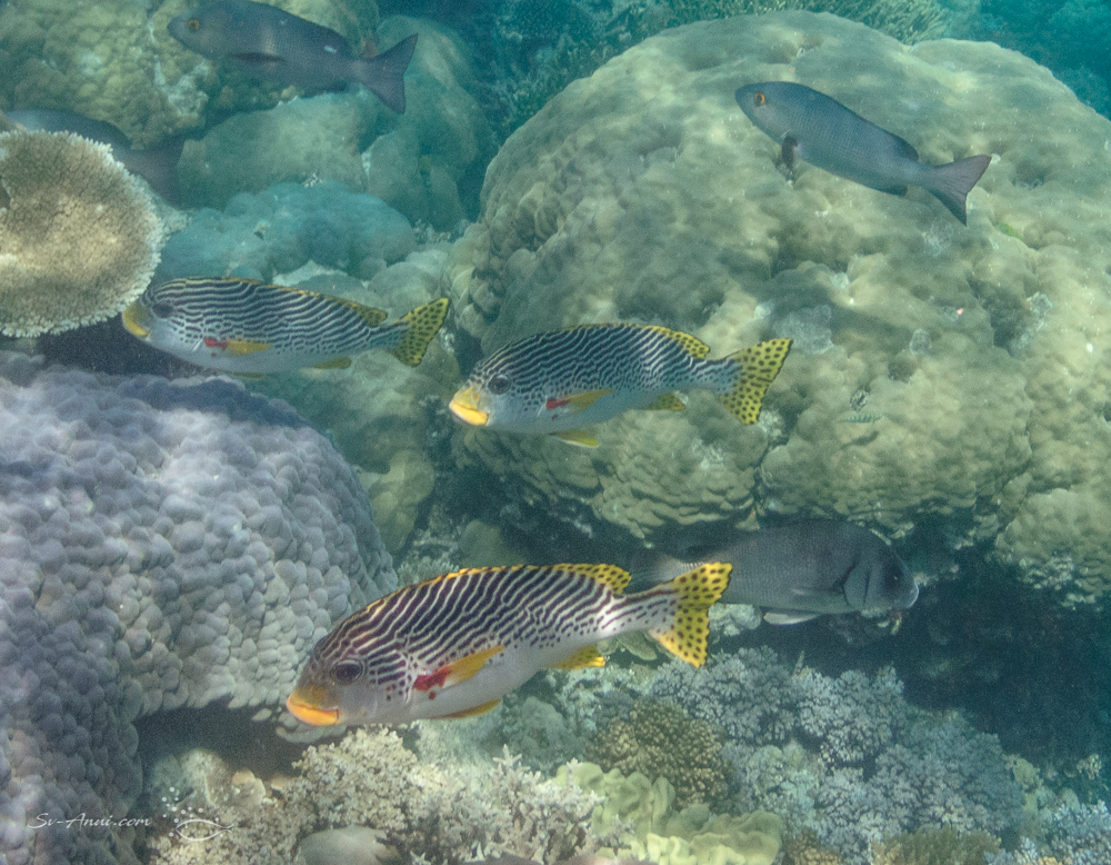 Oblique-banded Sweetlips