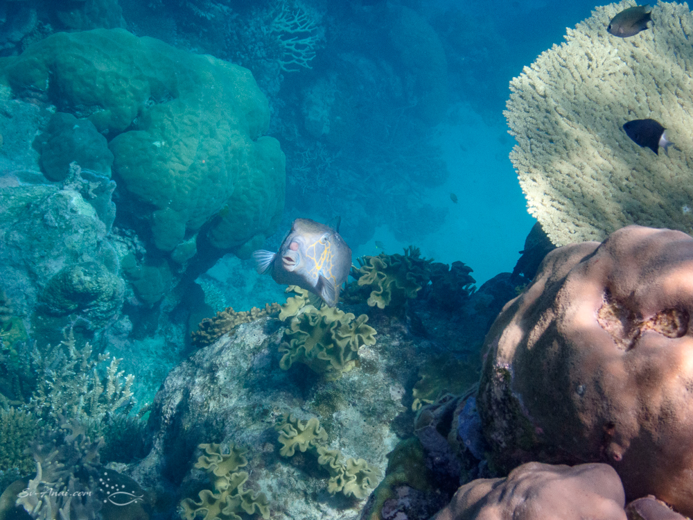 Adult Yellow Box Fish