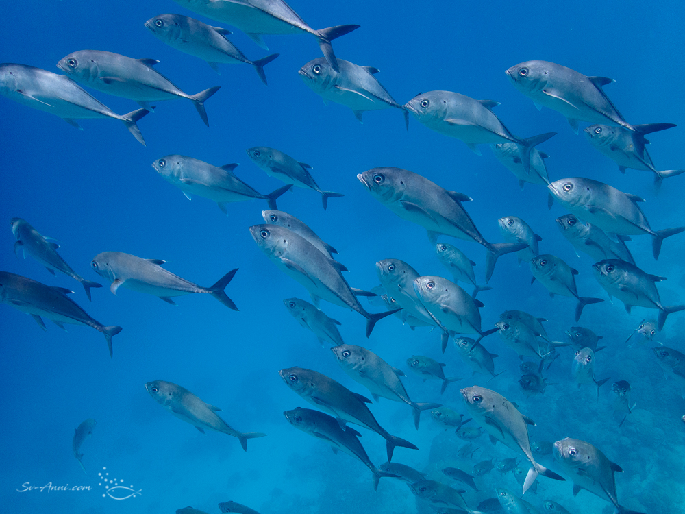 School of Bigeye Trevallies