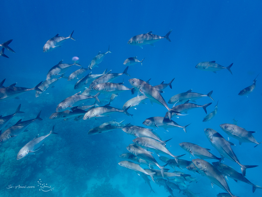 School of Bigeye Trevallies