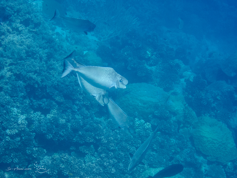 Humpnose Unicornfish
