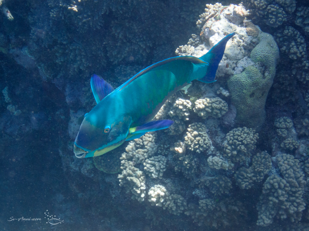 Steephead Parrotfish