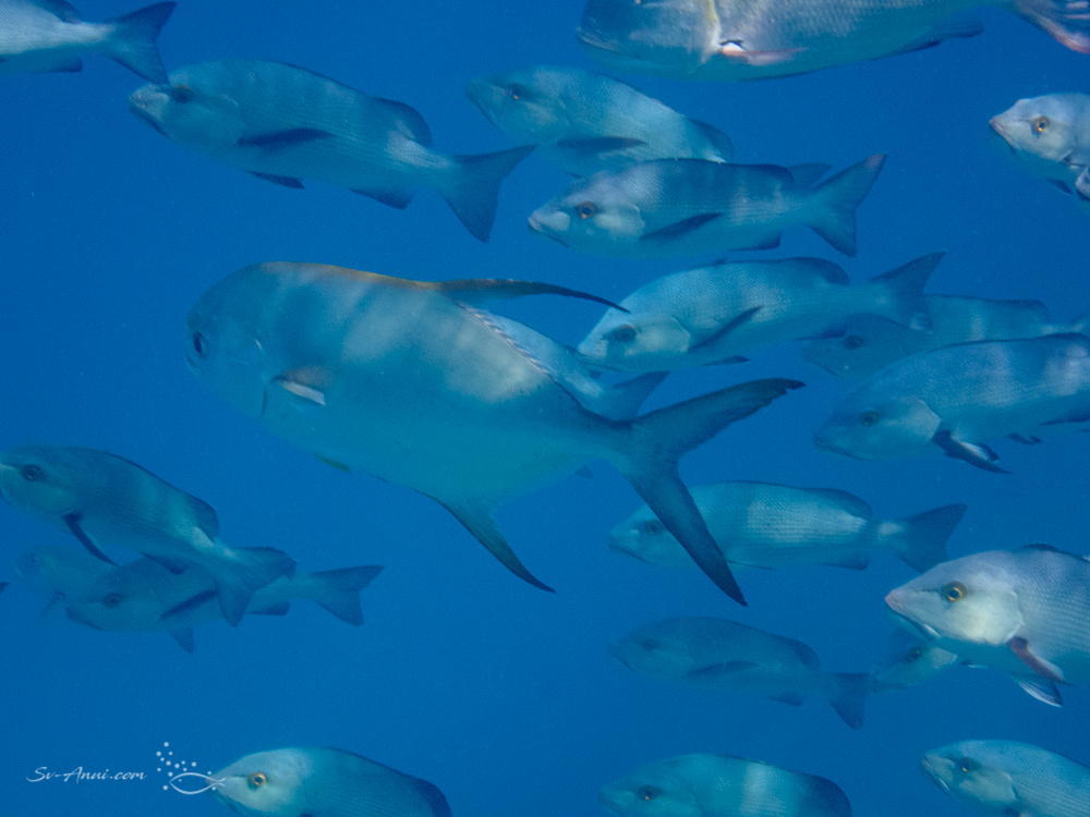 Stubnose Dart and Bass