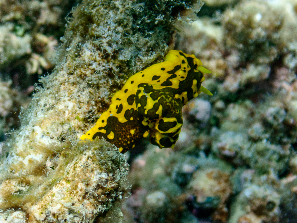 Black & Yellow Nudibranch