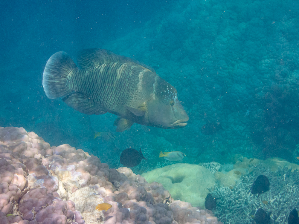 Humphead Maori Wrasse