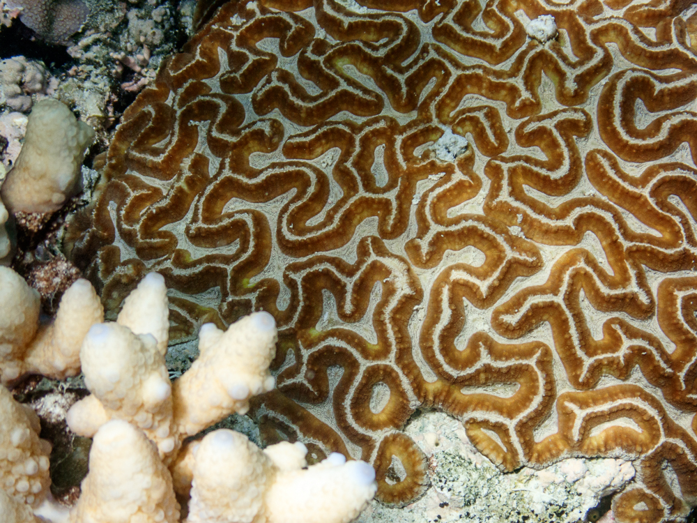 Wide meanders of the Oulophyllia