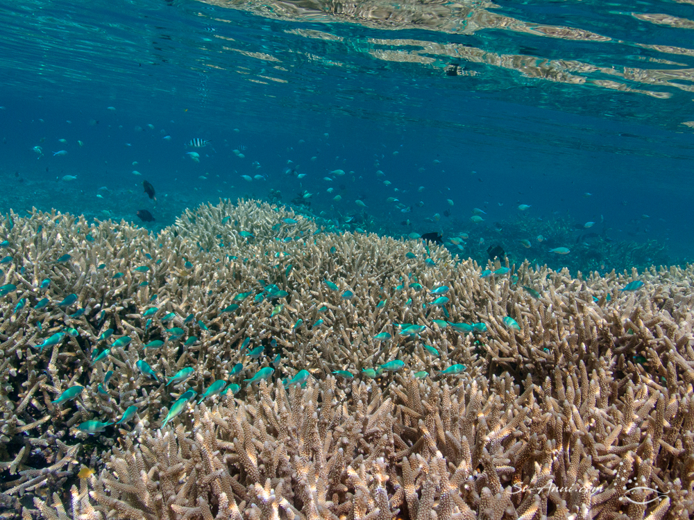 Pullers among the Acropora
