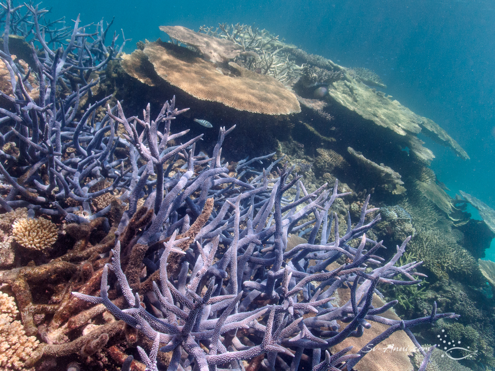 Healthy plate and Branching Acropora