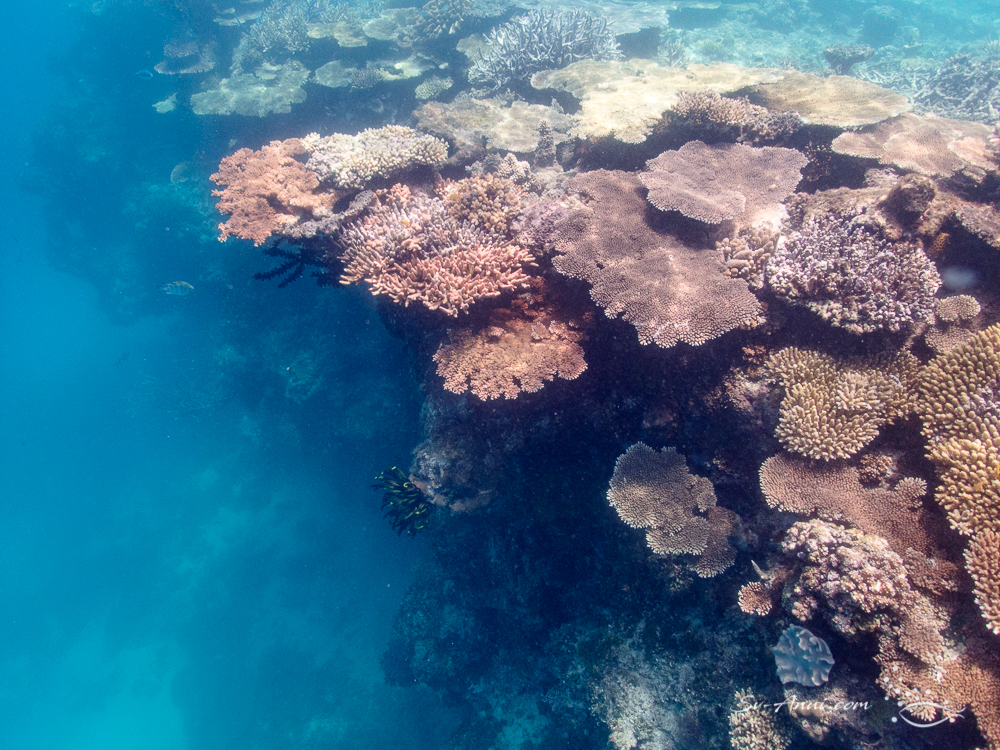 Layer upon layer of table corals