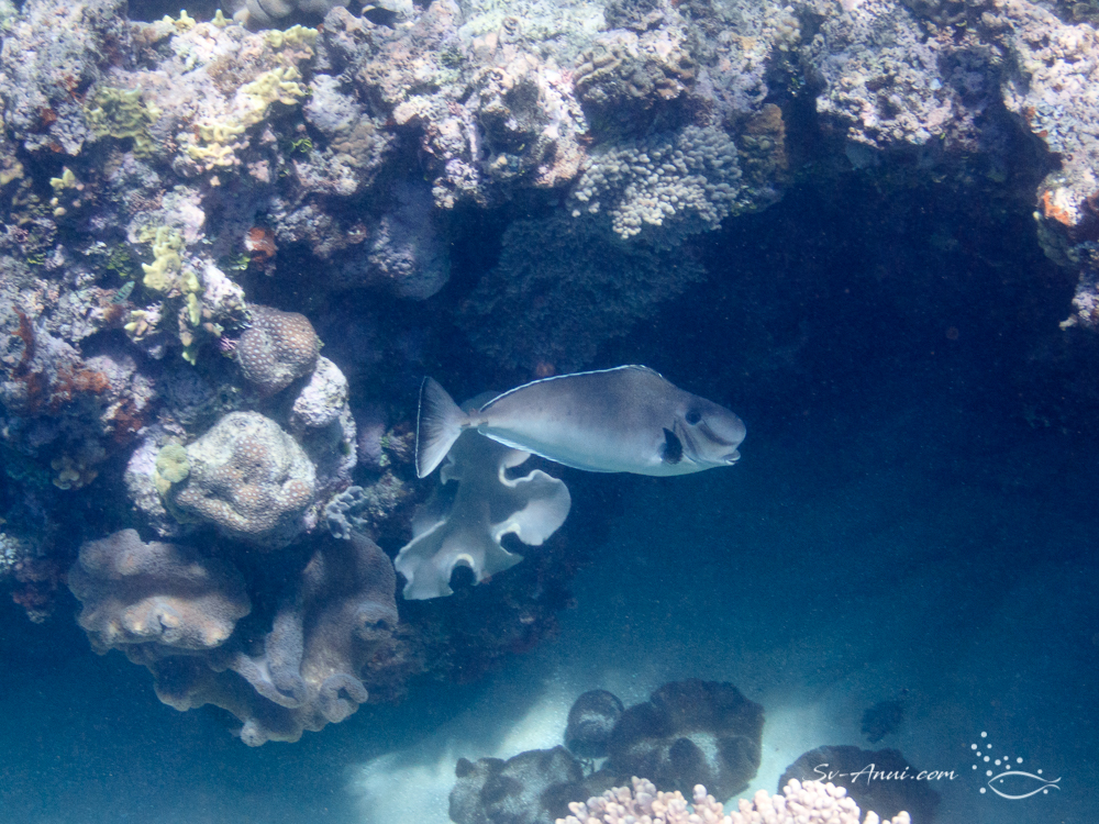 Humpnose Unicornfish