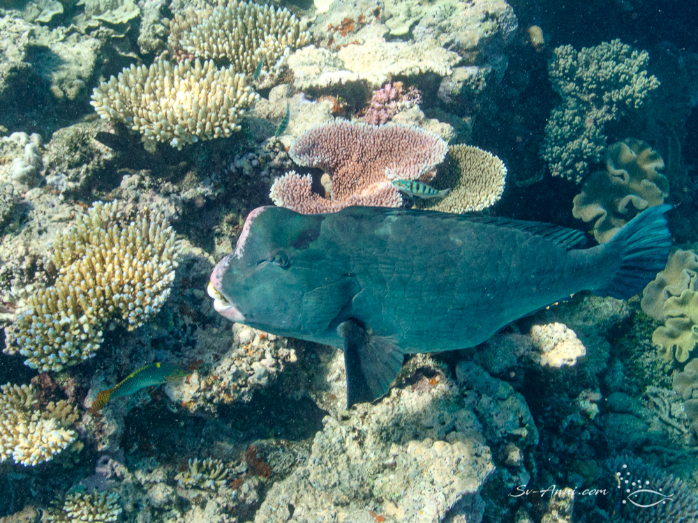 Bumphead Parrotfish
