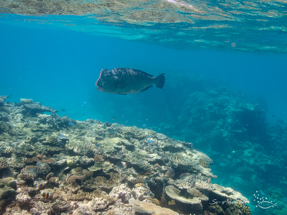 Bumphead Parrotfish