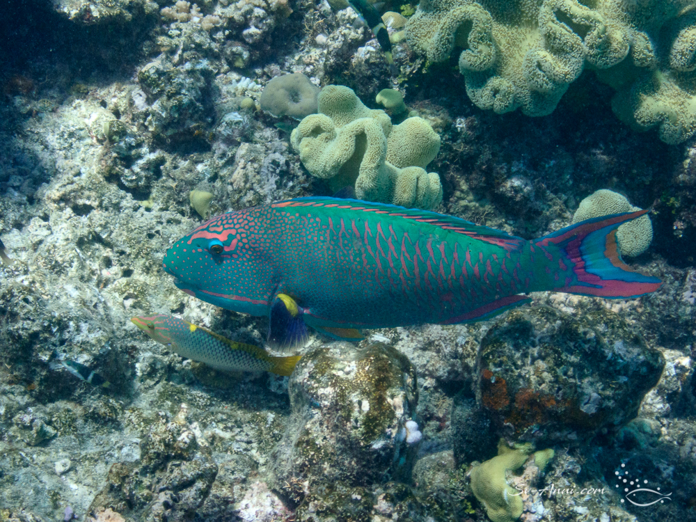 Bicolor Parrotfish