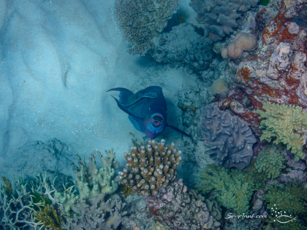 Steephead Parrotfish at cleaning station!