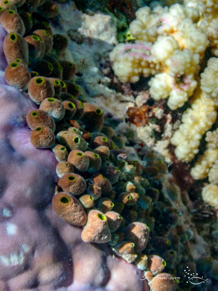 Tunicate Colony