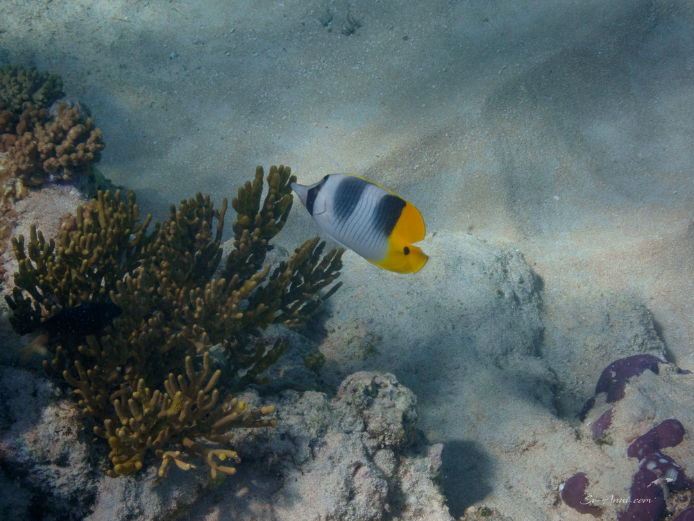 Double saddle Butterflyfish