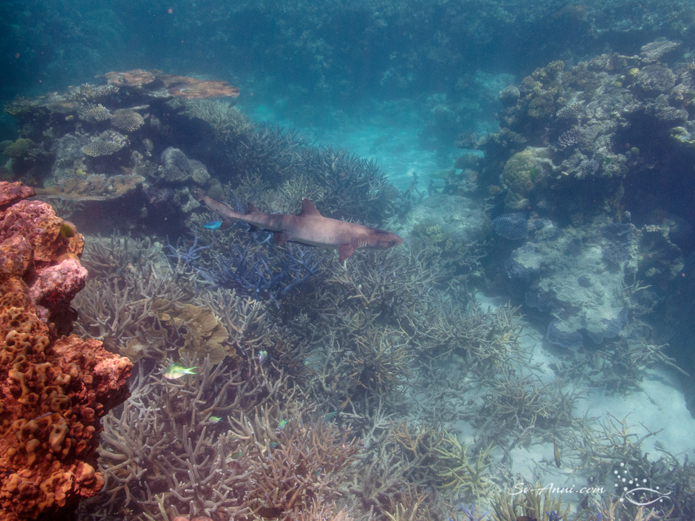 Whitetip Shark
