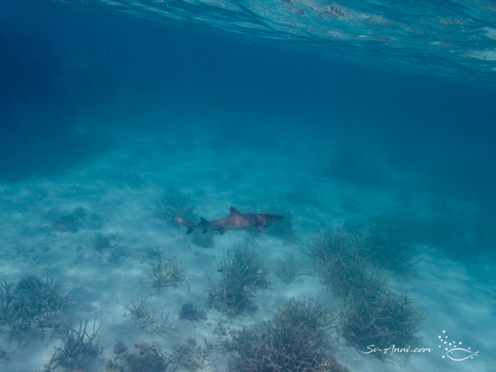 Whitetip Shark